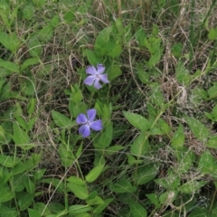 Vinca major (Blue Periwinkle) at Monash Grassland - 3 Nov 2021 by AndyRoo