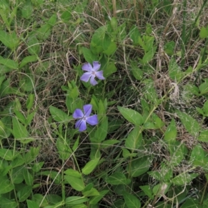 Vinca major at Monash, ACT - 3 Nov 2021