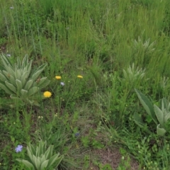 Verbascum thapsus subsp. thapsus (Great Mullein, Aaron's Rod) at Tuggeranong Creek to Monash Grassland - 3 Nov 2021 by AndyRoo