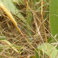 Ischnura heterosticta (Common Bluetail Damselfly) at Dunlop, ACT - 28 Nov 2021 by johnpugh