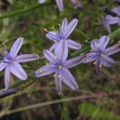 Caesia calliantha (Blue Grass-lily) at The Pinnacle - 7 Dec 2021 by pinnaCLE