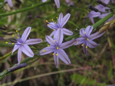 Caesia calliantha (Blue Grass-lily) at Weetangera, ACT - 7 Dec 2021 by pinnaCLE