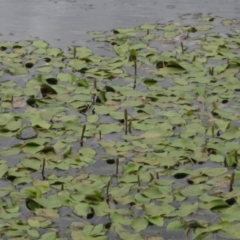 Potamogeton sulcatus (Pondweed) at Dunlop, ACT - 5 Dec 2021 by pinnaCLE