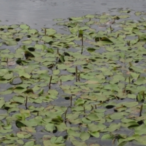 Potamogeton sulcatus at Dunlop, ACT - 5 Dec 2021