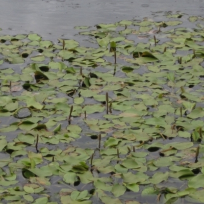 Potamogeton sulcatus (Pondweed) at Dunlop, ACT - 5 Dec 2021 by pinnaCLE