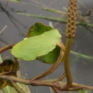 Potamogeton sulcatus at Dunlop, ACT - 5 Dec 2021