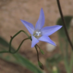 Wahlenbergia capillaris (Tufted Bluebell) at Monash, ACT - 3 Nov 2021 by AndyRoo