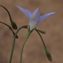 Wahlenbergia capillaris at Monash, ACT - 3 Nov 2021