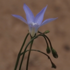 Wahlenbergia capillaris at Monash, ACT - 3 Nov 2021 03:16 PM