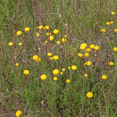 Leptorhynchos squamatus subsp. squamatus (Scaly Buttons) at Hall, ACT - 30 Nov 2021 by pinnaCLE