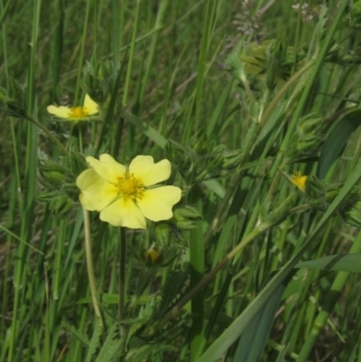 Potentilla recta (Sulphur Cinquefoil) at Hall Cemetery - 30 Nov 2021 by pinnaCLE