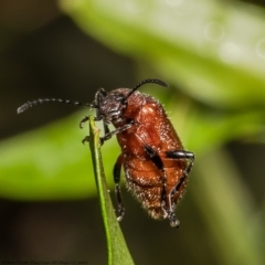 Ecnolagria grandis (Honeybrown beetle) at ANBG - 7 Dec 2021 by Roger