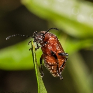 Ecnolagria grandis at Acton, ACT - 8 Dec 2021