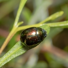 Callidemum hypochalceum (Hop-bush leaf beetle) at Acton, ACT - 8 Dec 2021 by Roger