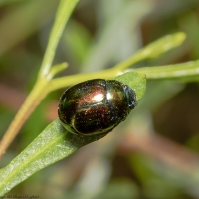 Callidemum hypochalceum (Hop-bush leaf beetle) at ANBG - 7 Dec 2021 by Roger