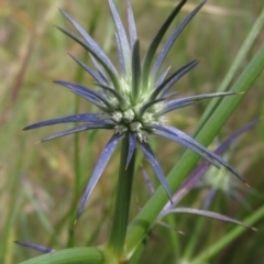 Eryngium ovinum (Blue Devil) at Hall, ACT - 30 Nov 2021 by pinnaCLE