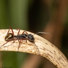 Camponotus suffusus (Golden-tailed sugar ant) at Acton, ACT - 8 Dec 2021 by Roger
