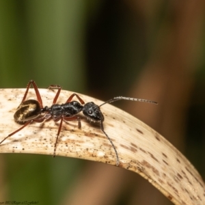 Camponotus suffusus at Acton, ACT - 8 Dec 2021 10:41 AM