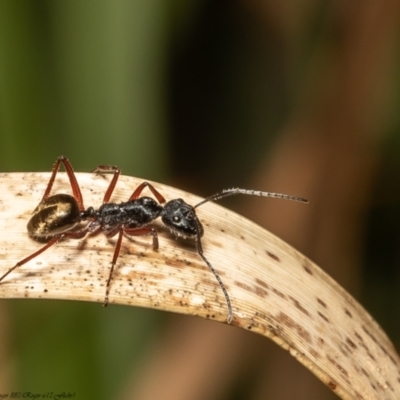 Camponotus suffusus (Golden-tailed sugar ant) at ANBG - 7 Dec 2021 by Roger