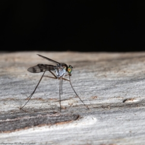 Dolichopodidae (family) at Acton, ACT - 8 Dec 2021 10:40 AM