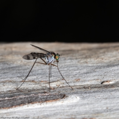 Dolichopodidae (family) (Unidentified Long-legged fly) at ANBG - 7 Dec 2021 by Roger