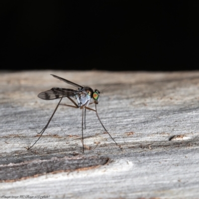 Dolichopodidae (family) (Unidentified Long-legged fly) at Acton, ACT - 8 Dec 2021 by Roger