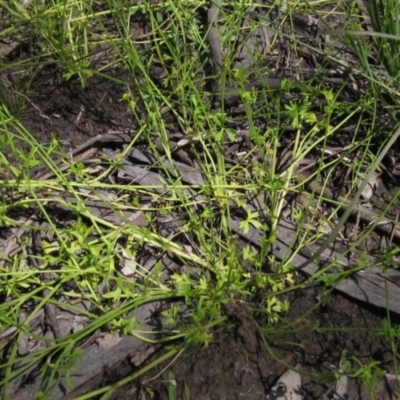 Ranunculus pumilio (Ferny Small-flower Buttercup) at Hall Cemetery - 30 Nov 2021 by pinnaCLE