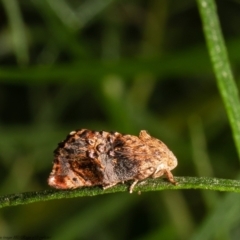 Peritropha oligodrachma (A twig moth) at ANBG - 8 Dec 2021 by Roger
