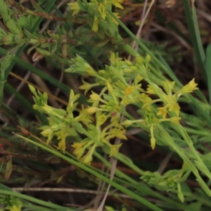 Pimelea curviflora at Monash, ACT - 3 Nov 2021 03:52 PM