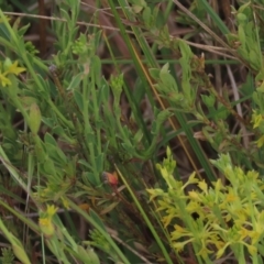 Pimelea curviflora at Monash, ACT - 3 Nov 2021 03:52 PM
