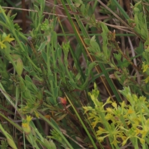 Pimelea curviflora at Monash, ACT - 3 Nov 2021 03:52 PM