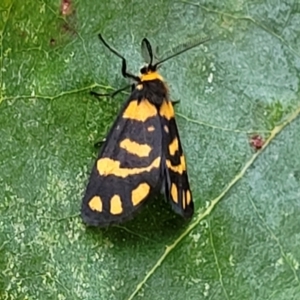 Asura lydia at Coree, ACT - 8 Dec 2021 02:41 PM