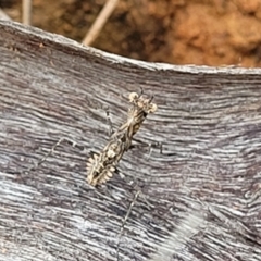 Paraoxypilus tasmaniensis (Black bark mantis or Boxing mantis) at Coree, ACT - 8 Dec 2021 by trevorpreston