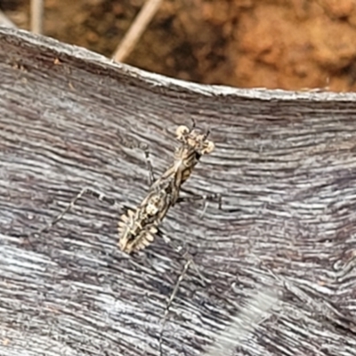 Paraoxypilus tasmaniensis (Black bark mantis or Boxing mantis) at Coree, ACT - 8 Dec 2021 by tpreston