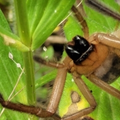 Delena cancerides at Coree, ACT - 8 Dec 2021