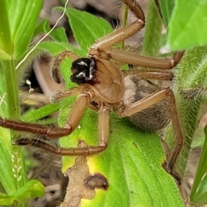 Delena cancerides at Coree, ACT - 8 Dec 2021