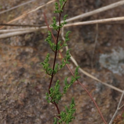 Cheilanthes sieberi (Rock Fern) at Monash, ACT - 3 Nov 2021 by AndyRoo