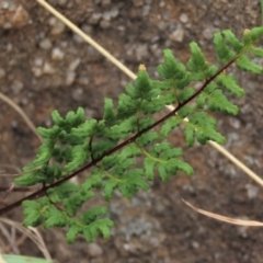 Cheilanthes sieberi at Monash, ACT - 3 Nov 2021