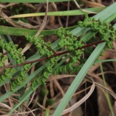 Cheilanthes sieberi at Monash, ACT - 3 Nov 2021