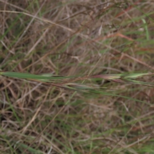 Themeda triandra at Monash, ACT - 3 Nov 2021