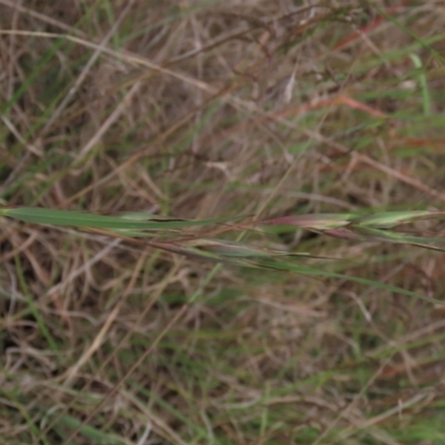 Themeda triandra (Kangaroo Grass) at Tuggeranong Creek to Monash Grassland - 3 Nov 2021 by AndyRoo