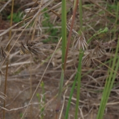 Themeda triandra at Monash, ACT - 3 Nov 2021