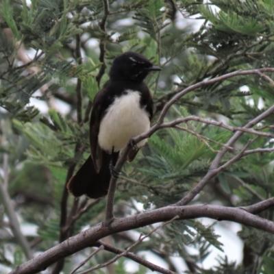 Rhipidura leucophrys (Willie Wagtail) at Monash, ACT - 3 Nov 2021 by AndyRoo