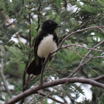 Rhipidura leucophrys (Willie Wagtail) at Monash Grassland - 3 Nov 2021 by AndyRoo