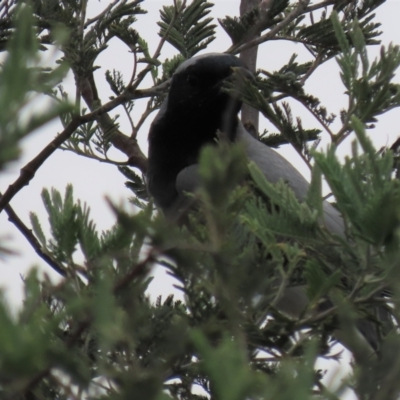 Coracina novaehollandiae (Black-faced Cuckooshrike) at Tuggeranong Creek to Monash Grassland - 3 Nov 2021 by AndyRoo