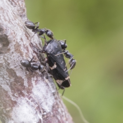 Eurymeloides bicincta (Gumtree hopper) at Mount Clear, ACT - 4 Dec 2021 by AlisonMilton