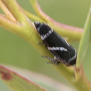 Eurymeloides bicincta at Mount Clear, ACT - 5 Dec 2021