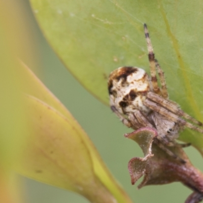 Araneinae (subfamily) (Orb weaver) at Mount Clear, ACT - 5 Dec 2021 by AlisonMilton