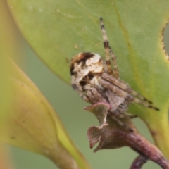 Araneinae (subfamily) at Mount Clear, ACT - 5 Dec 2021 09:51 AM