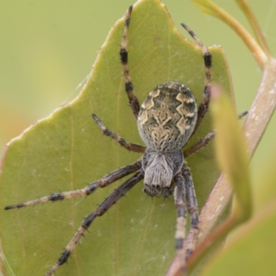 Salsa fuliginata (Sooty Orb-weaver) at Mount Clear, ACT - 4 Dec 2021 by AlisonMilton